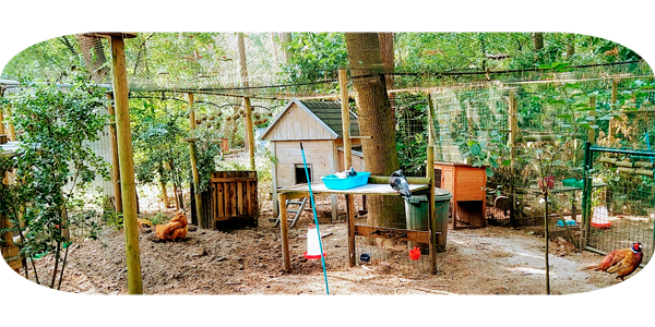 Onze vogelbosdieren: kippen, duiven en een fazant. Ruim en veilig in een groene omgeving.